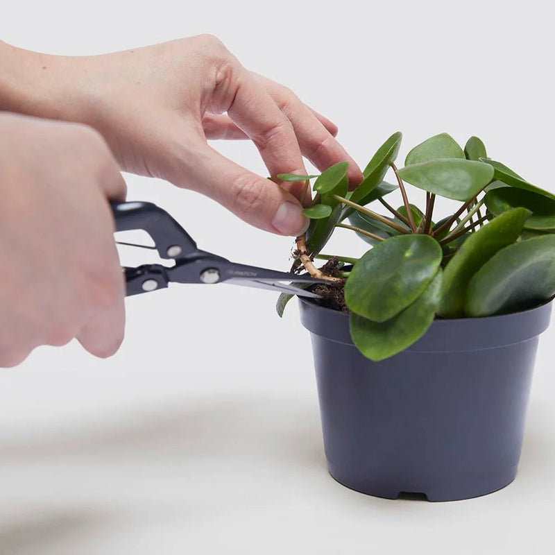 Propagation Plants Set (Pilea 15 - 20cm, Hanging Money Plant 20 - 30cm, Snake Plant 20 - 25cm) - Greensouq - 