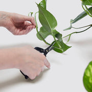 Propagation Plants Set (Pilea 15 - 20cm, Hanging Money Plant 20 - 30cm, Snake Plant 20 - 25cm) - Greensouq - 