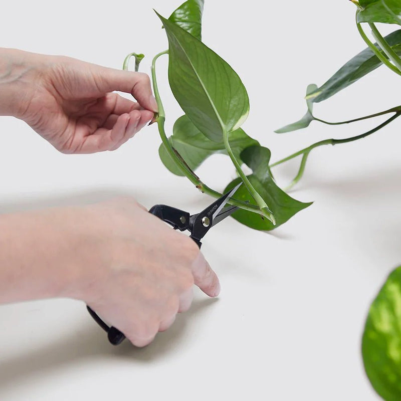 Propagation Plants Set (Pilea 15 - 20cm, Hanging Money Plant 20 - 30cm, Snake Plant 20 - 25cm) - Greensouq - 