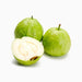 Psidium Guajava - Greensouq - 