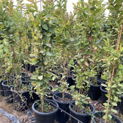 Psidium Guajava - Greensouq - 
