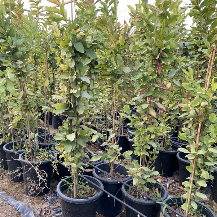 Psidium Guajava - Greensouq - 