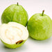 Psidium Guajava - Greensouq - 