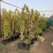 Psidium Guajava - Greensouq - 