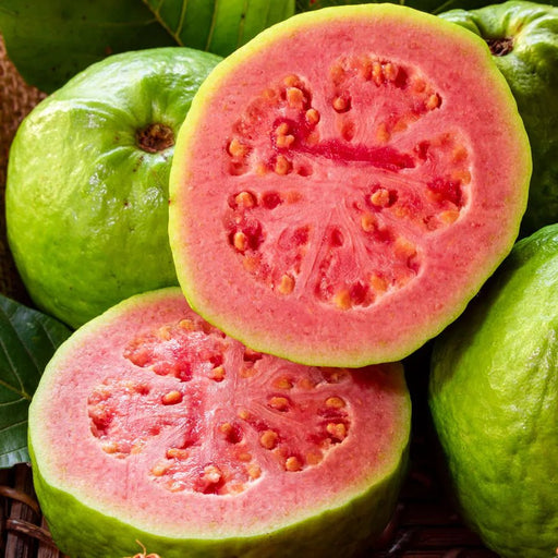Psidium Guajava Red Or Red Guava Tree 1.0 - 1.2m شجرة الجوافة - Greensouq - 