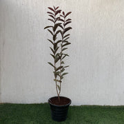 Red Guava Tree 1.0 - 1.2- Greensouq -