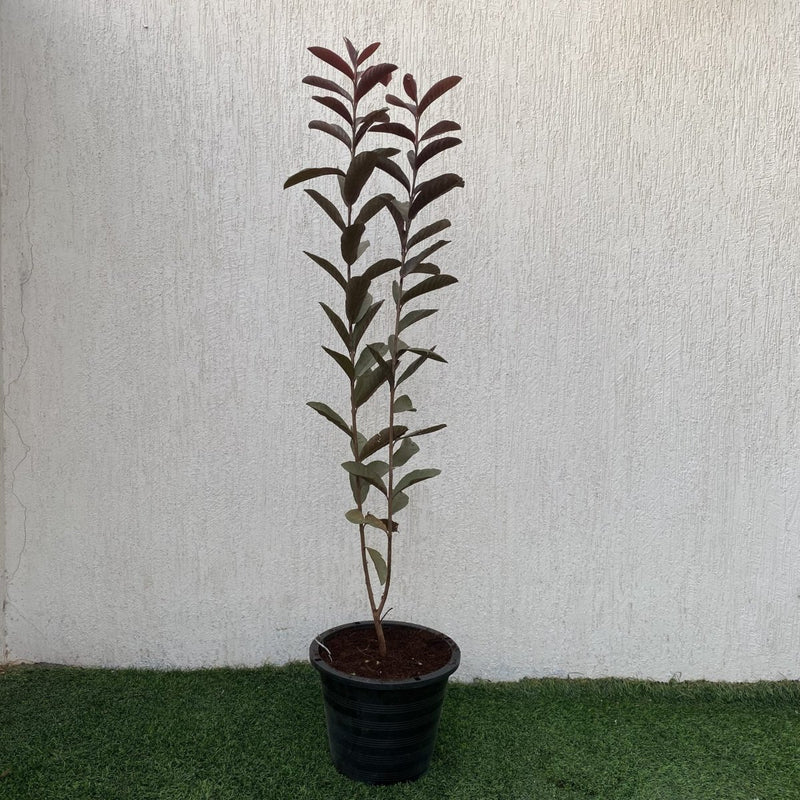 Red Guava Tree 1.0 - 1.2- Greensouq -