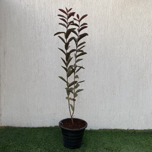 Psidium Guajava Red Or Red Guava Tree 1.0 - 1.2m شجرة الجوافة - Greensouq - 