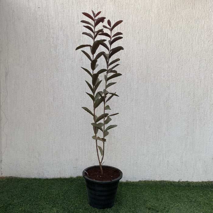 Psidium Guajava Red Or Red Guava Tree 1.0 - 1.2m شجرة الجوافة - Greensouq - 