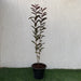 Psidium Guajava Red Or Red Guava Tree 1.0 - 1.2m شجرة الجوافة - Greensouq - 