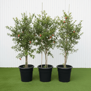 Punica granatum Or Pomegranate Tree شجرة الرمان | UAE Gardens Delight! - Greensouq - 