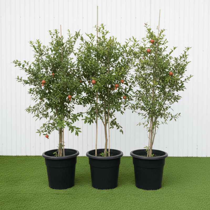 Punica granatum Or Pomegranate Tree شجرة الرمان | UAE Gardens Delight! - Greensouq - 