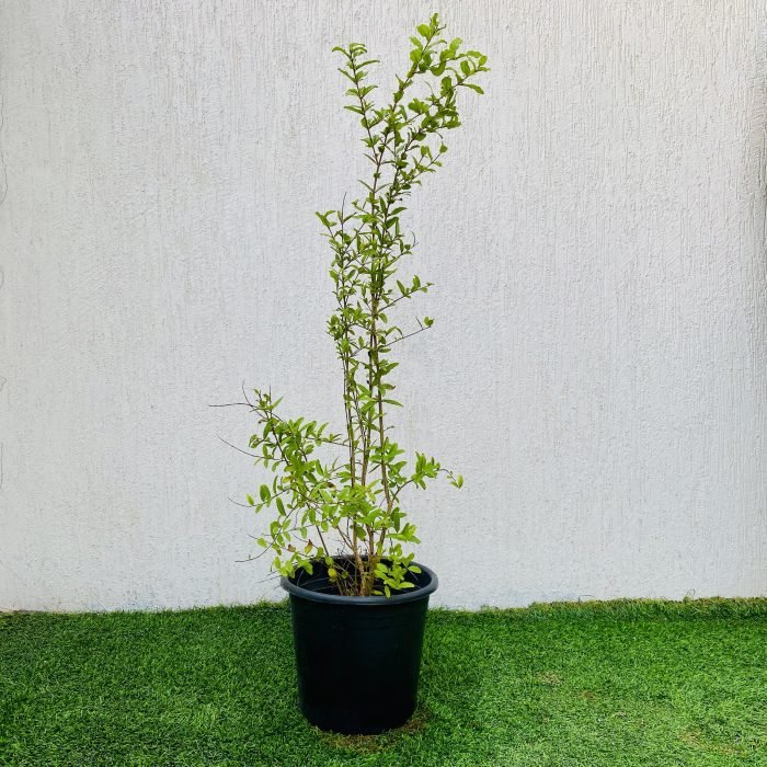 Punica granatum Or Pomegranate Tree شجرة الرمان - Greensouq - 
