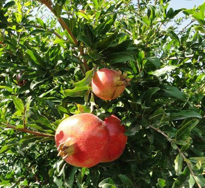 Punica granatum Or Pomegranate Tree شجرة الرمان - Greensouq - 