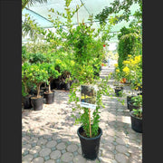 Punica granatum Or Pomegranate Tree شجرة الرمان - Greensouq - 