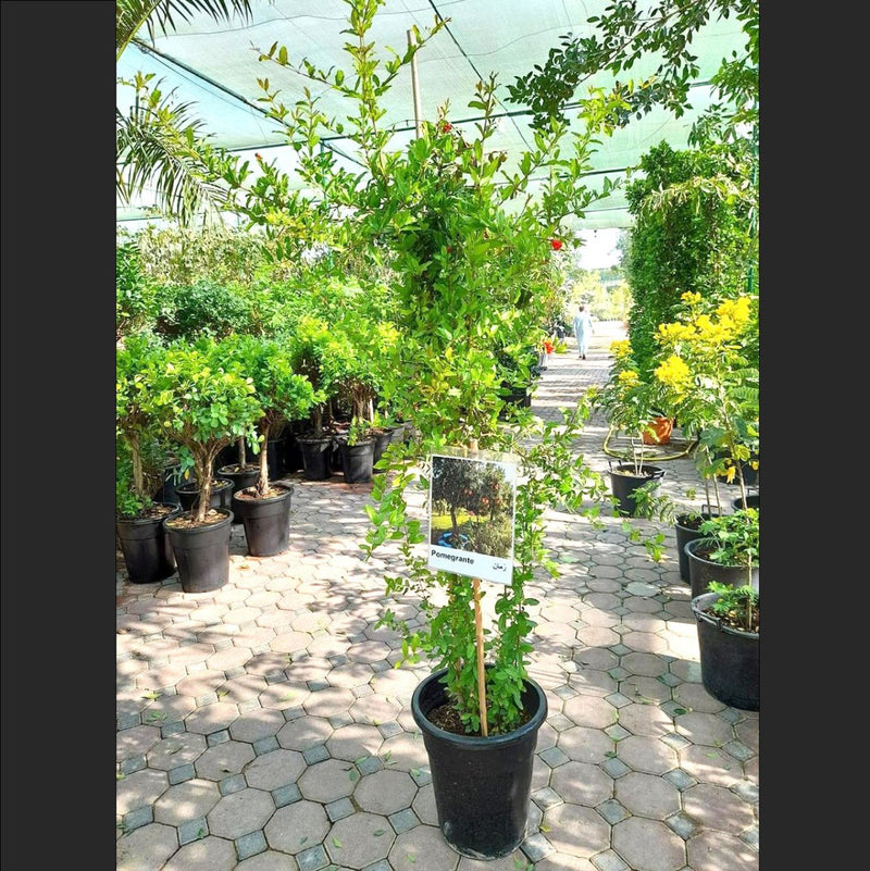 Punica granatum Or Pomegranate Tree شجرة الرمان - Greensouq - 