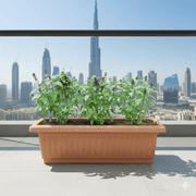 Pure Flavor Basil Grow Box - Greensouq - 