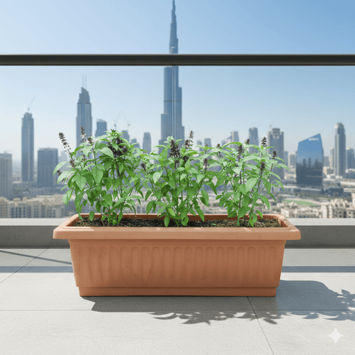 Pure Flavor Basil Grow Box - Greensouq - 