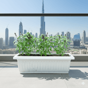 Pure Flavor Basil Grow Box - Greensouq - 