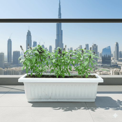 Pure Flavor Basil Grow Box - Greensouq - 