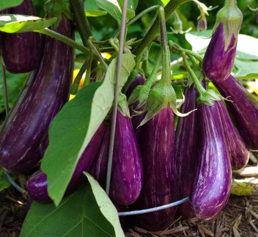 Purple Eggplant Agrimax Seeds - Greensouq - 