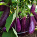 Purple Eggplant Agrimax Seeds - Greensouq - 