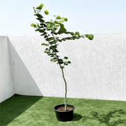 Purple Orchid Tree - Bauhinia Purpurea | UAE’s Orchids Glory! - Greensouq - 