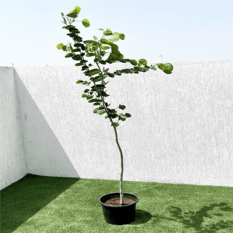 Purple Orchid Tree - Bauhinia Purpurea | UAE’s Orchids Glory! - Greensouq - 