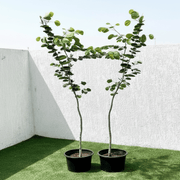 Purple Orchid Tree - Bauhinia Purpurea | UAE’s Orchids Glory! - Greensouq - 