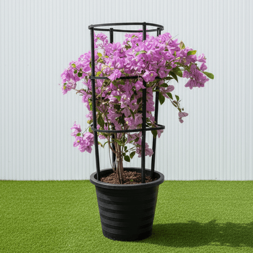 Purple Paper Flower - Bougainvillea Alexandra | Dubai Gardens Glory! - Greensouq - 