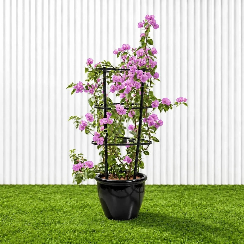 Purple Paper Flower - Bougainvillea Alexandra | Dubai Gardens Glory! - Greensouq -