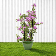 Purple Paper Flower - Bougainvillea Alexandra | Dubai Gardens Glory! - Greensouq -