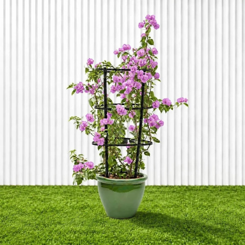 Purple Paper Flower - Bougainvillea Alexandra | Dubai Gardens Glory! - Greensouq -