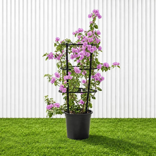 Purple Paper Flower - Bougainvillea Alexandra | Dubai Gardens Glory! - Greensouq -