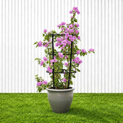 Purple Paper Flower - Bougainvillea Alexandra | Dubai Gardens Glory! - Greensouq -