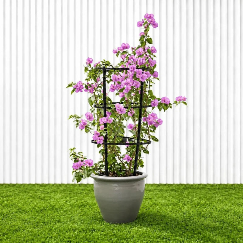 Purple Paper Flower - Bougainvillea Alexandra | Dubai Gardens Glory! - Greensouq -