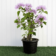 Purple Paper Flower - Bougainvillea Alexandra | Dubai Gardens Glory! - Greensouq - 