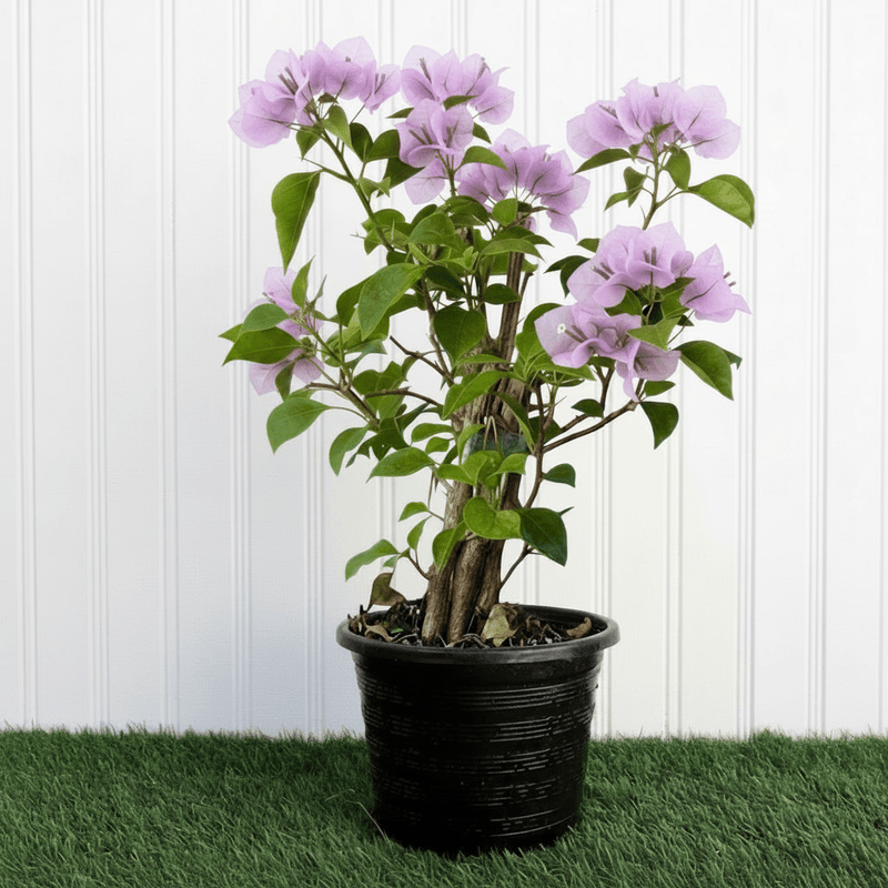 Purple Paper Flower - Bougainvillea Alexandra | Dubai Gardens Glory! - Greensouq - 