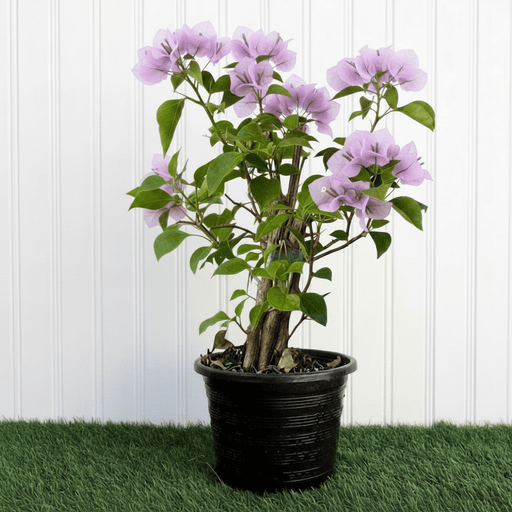 Purple Paper Flower - Bougainvillea Alexandra | Dubai Gardens Glory! - Greensouq - 