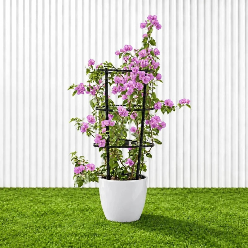 Purple Paper Flower - Bougainvillea Alexandra | Dubai Gardens Glory! - Greensouq -