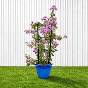 Purple Paper Flower - Bougainvillea Alexandra | Dubai Gardens Glory! - Greensouq -