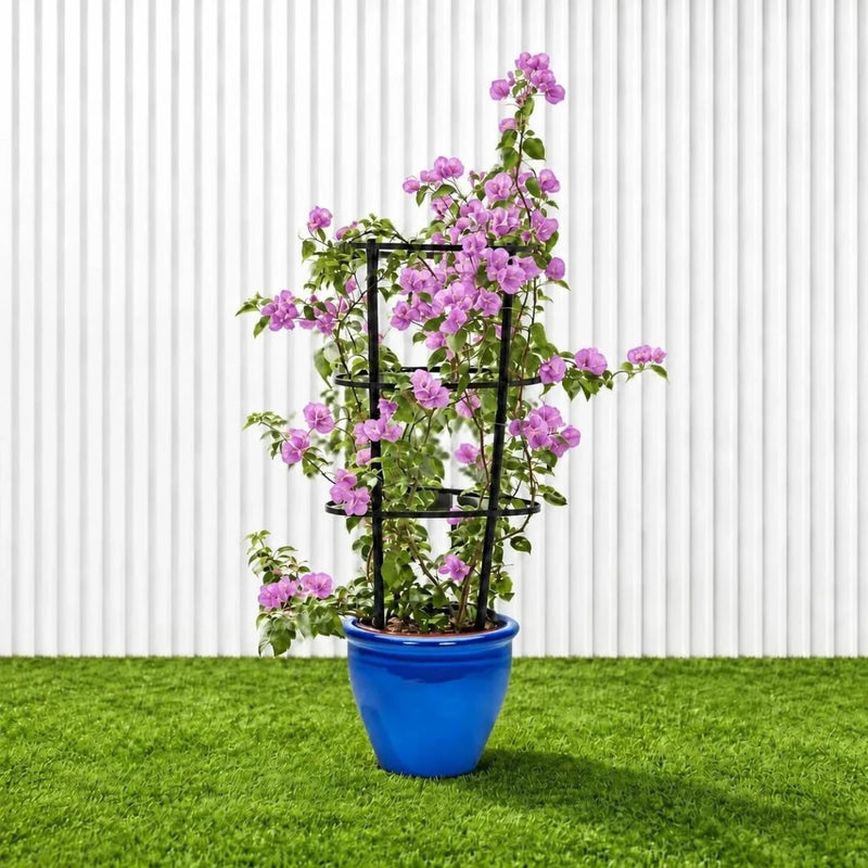 Purple Paper Flower - Bougainvillea Alexandra | Dubai Gardens Glory! - Greensouq -