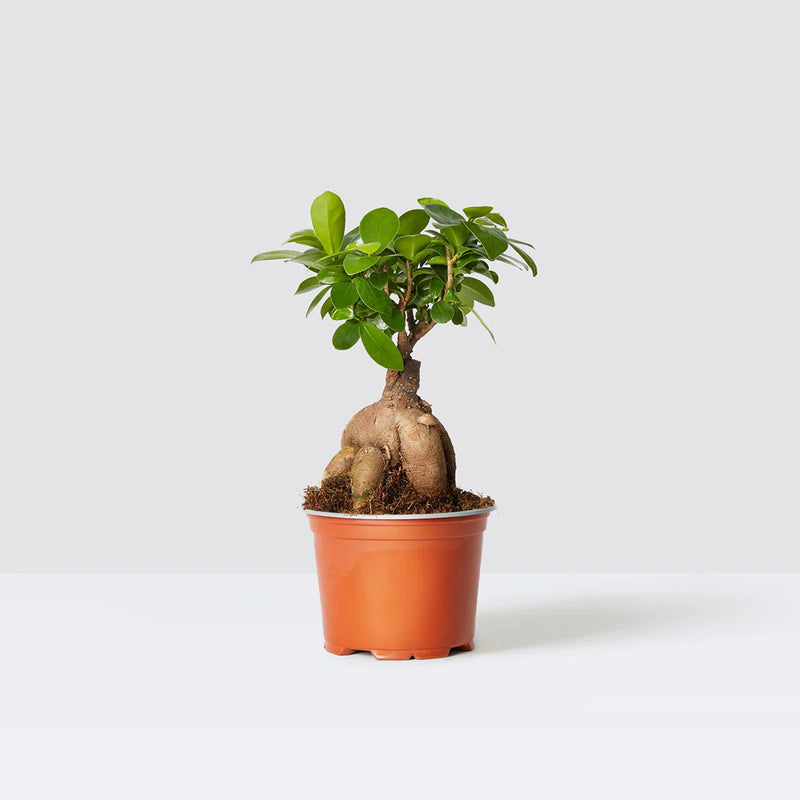 Ficus Ginseng Bonsai 25 – 30cm