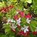 Quisqualis Indica Or Rangoon Creeper - Greensouq - 
