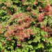 Quisqualis Indica Or Rangoon Creeper - Greensouq - 