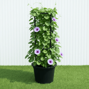 Railroad Vine - Railway Creeper (Ipomoea pes - caprae) | Dubai Gardens Glory! - Greensouq - 