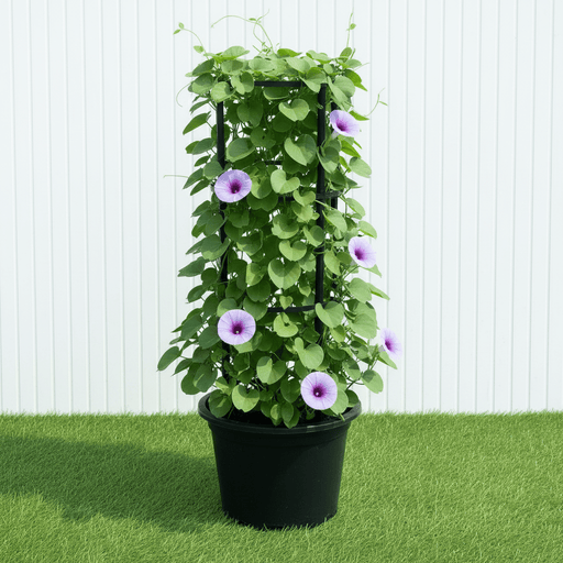 Railroad Vine - Railway Creeper (Ipomoea pes - caprae) | Dubai Gardens Glory! - Greensouq - 