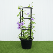 Railroad Vine - Railway Creeper (Ipomoea pes - caprae) | Dubai Gardens Glory! - Greensouq - 