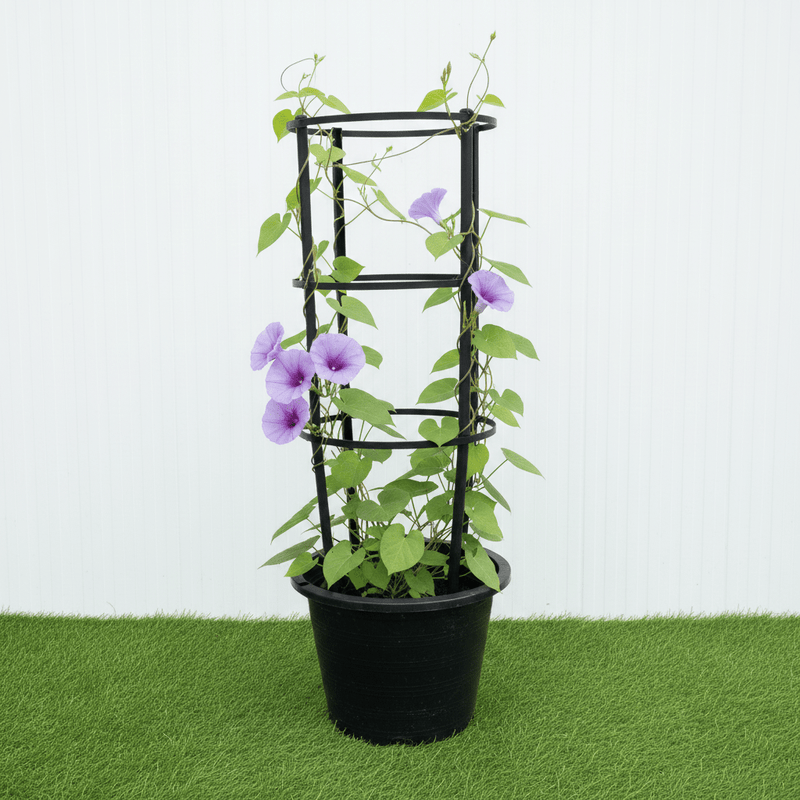 Railroad Vine - Railway Creeper (Ipomoea pes - caprae) | Dubai Gardens Glory! - Greensouq - 