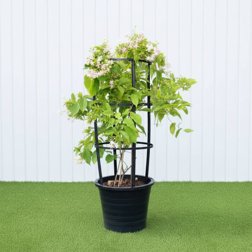 Rangoon Creeper - Quisqualis Indica | UAE's Best Tropical Vine! - Greensouq - 